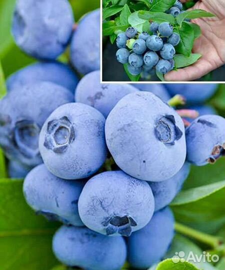 Голубика,саженцы 3-х летки
