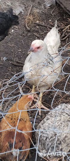 Куры молодки, адлерские