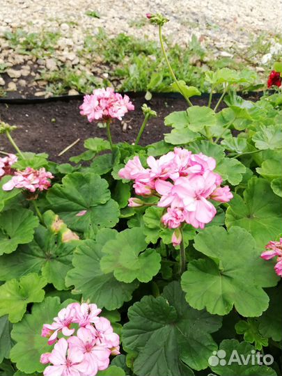 Пеларгония герань