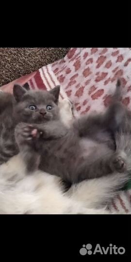 Шотландские котята