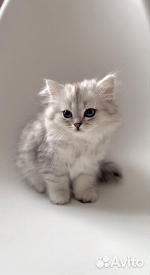 Шотландцы с документами