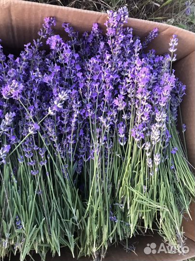Лаванда пучки