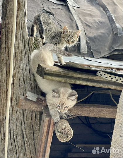 Котята в добрые руки бесплатно