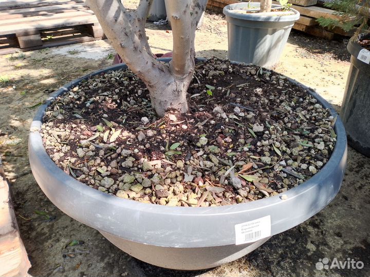 Олива Помпоны 359833