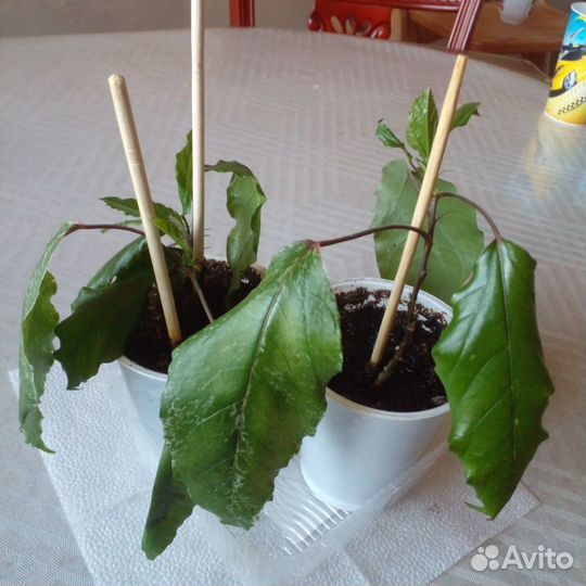 Гибискус китайская роза обмен