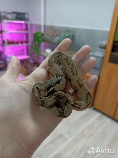 Императорские удавы