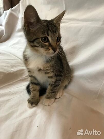 Котята в добрые руки бесплатно