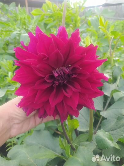 Георгины клубни