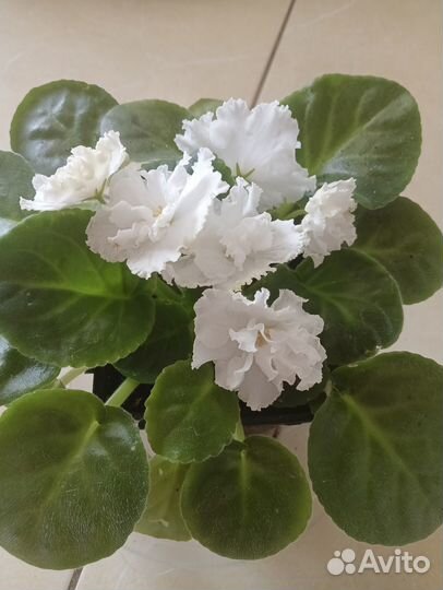 Фиалка букет невесты