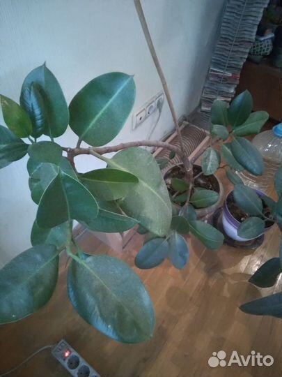 Комнатные домашние растения