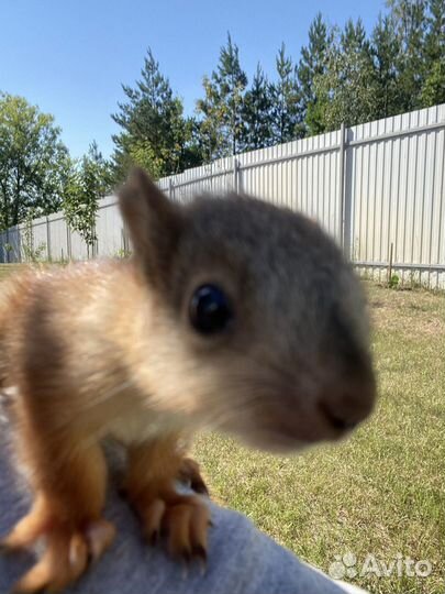 Ручные и вольерные бельчата,отправка в Москву