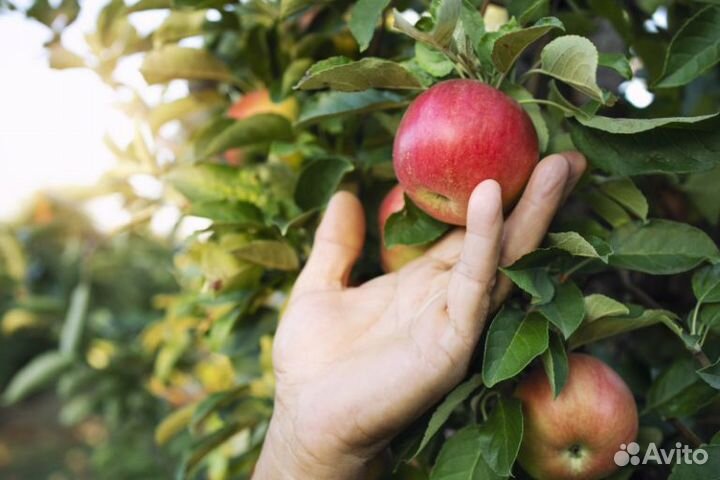 Сборщик яблок в саду