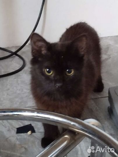 Котята 5 месяцев черные