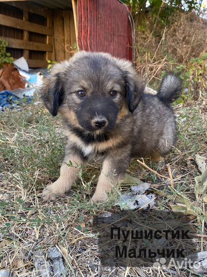 Щенки бесплатно