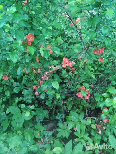 Японская айва - хеномелес