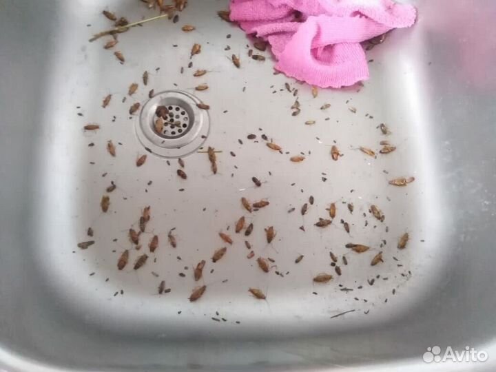 Уничтожение тараканов,клопов,мышей,плесени,запахов