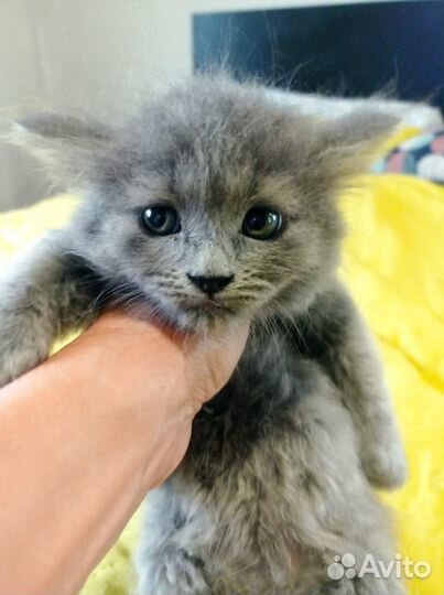 Котенок девочка бесплатно