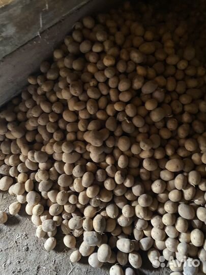 Продаю семенной картофель,сорт гала