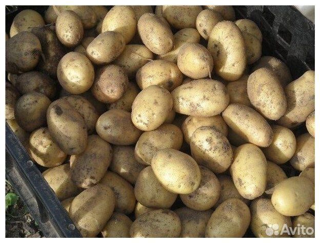 Продам картофель