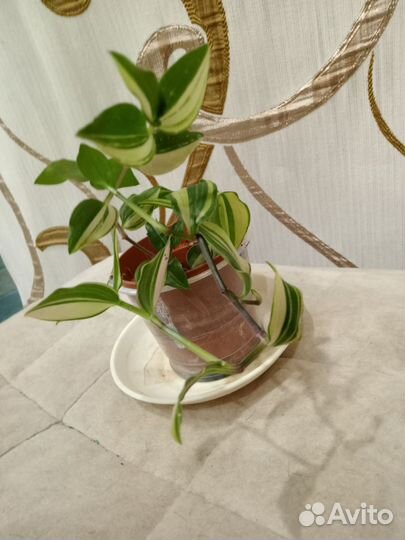 Традесканции сортовые