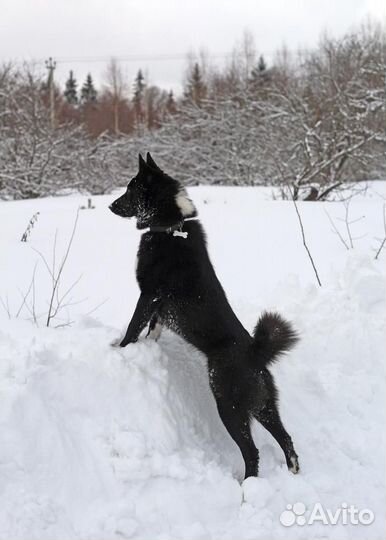 Отдам в добрые руки