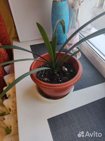 Комнатные растения кливия любой за 200