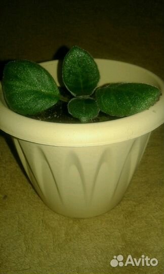 Глоксинии фиолетовые, малиновые, махровые