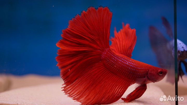 Петушок Халф Мун Красный