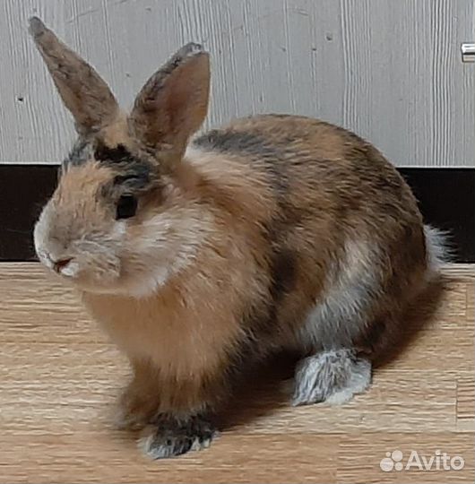 Кролик с клеткой