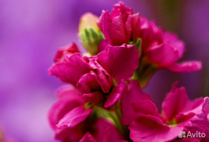 Левкой семена