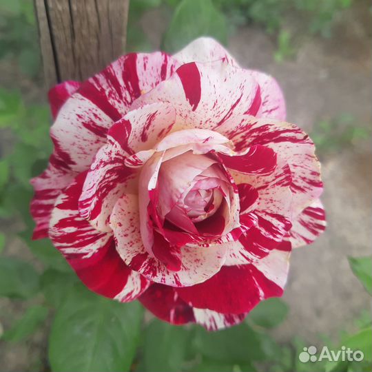 Саженцы роз