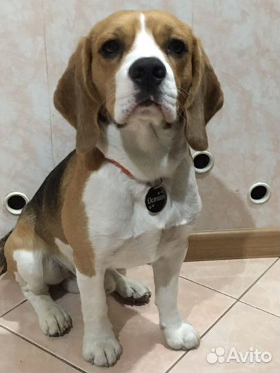 Бигль вязка