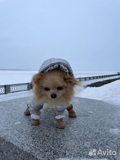 Вязка собак шпиц