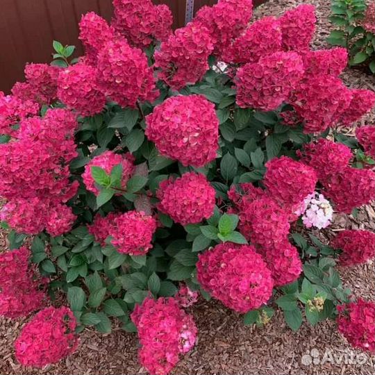 Гортензия саженцы