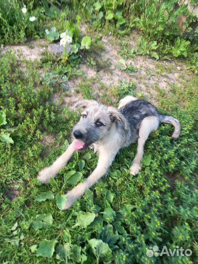 Щенкки,мальчик и девочка в добрые руки