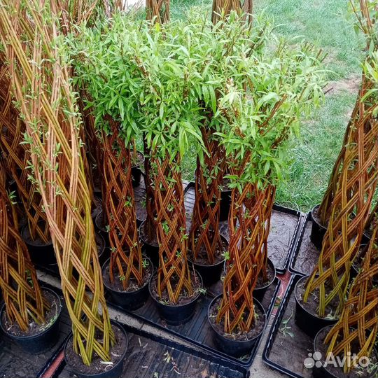 Лоза сортовой ивы