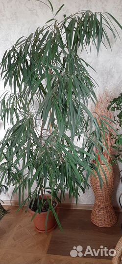 Фикусы - крупномеры