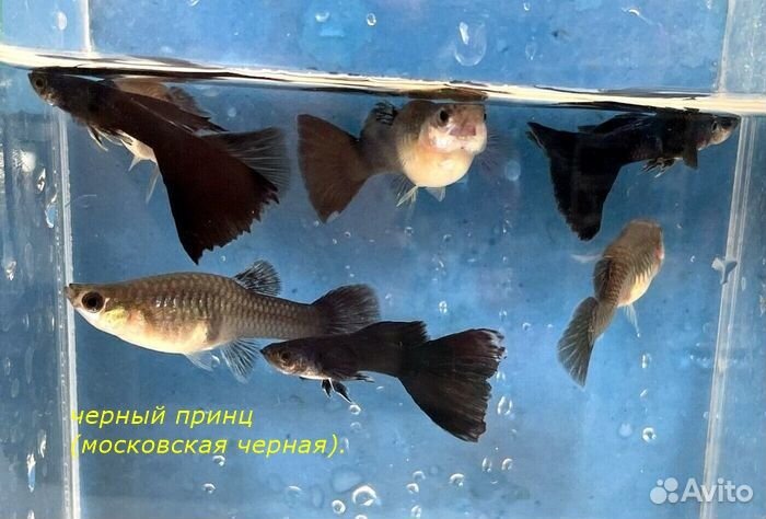 Селекционные рыбки гуппи