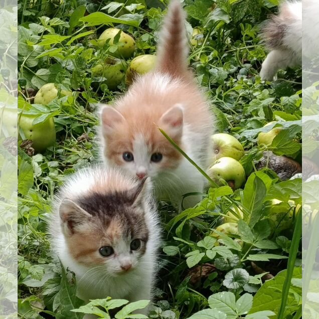 Котёнок в добрые руки