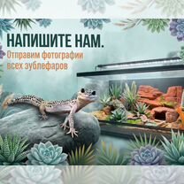 Эублефар с готовым комплектом для содержания, Москва