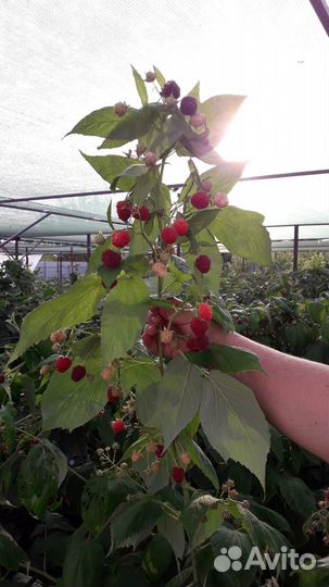 Саженцы малины и ежевики