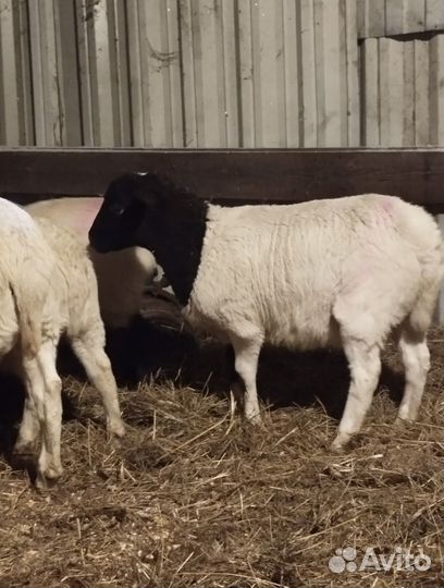 Бараны дорперы