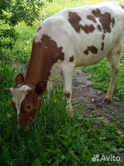 Домашние тёлки