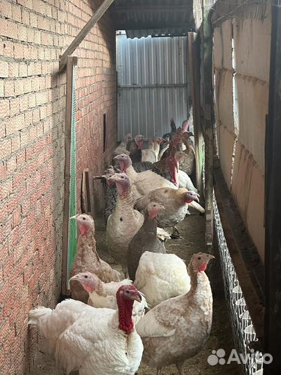 Куры несушки