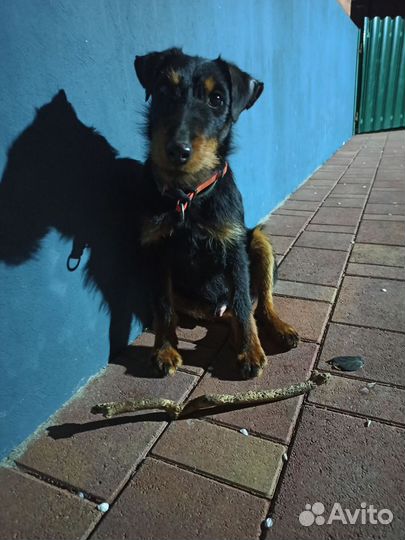 Вязка ягдтерьера