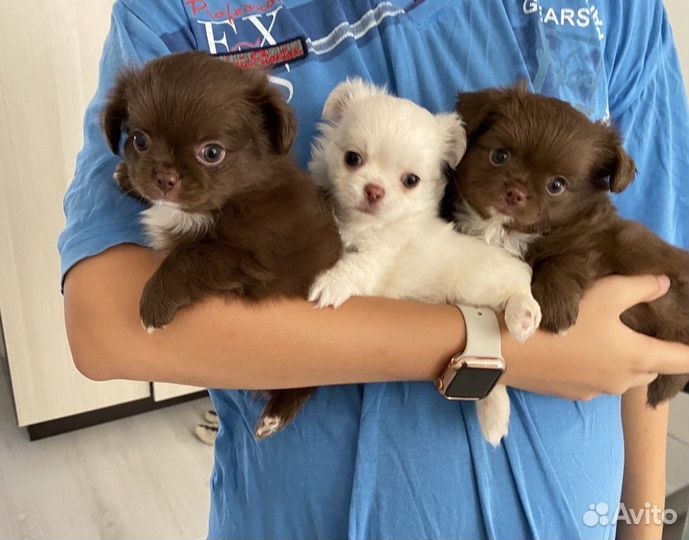 Щенки чихуахуа-мальчики