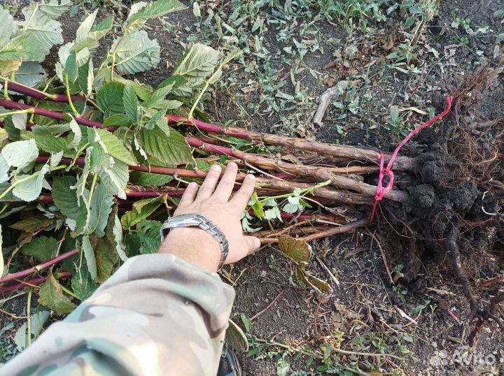 Ремонтантная малина, Шапка Мономаха, Моравила