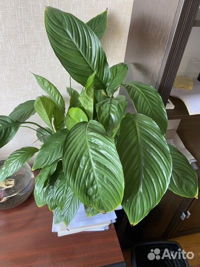 Спатифиллум Свит Чико