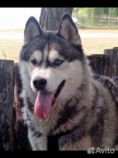 Вязка Сибирский Хаски