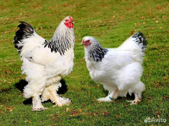 Петухи на племя Брама Китайские шелковые